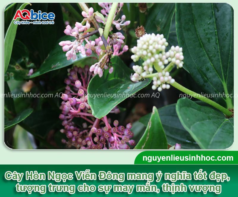 Cách trồng cây Hòn Ngọc Viễn Đông nở hoa đẹp, ý nghĩa 1 Cách trồng cây Hòn Ngọc Viễn Đông nở hoa đẹp, ý nghĩa