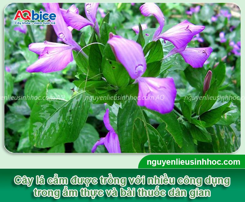 Hướng dẫn cách trồng cây lá cẩm đơn giản tại nhà