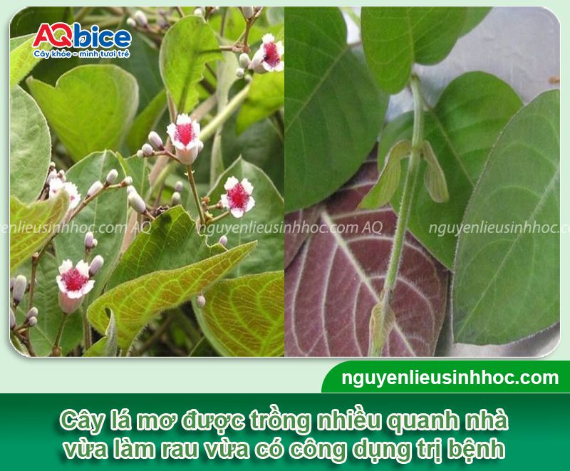 Cách trồng cây lá mơ tại nhà đơn giản, thu hoạch quanh năm