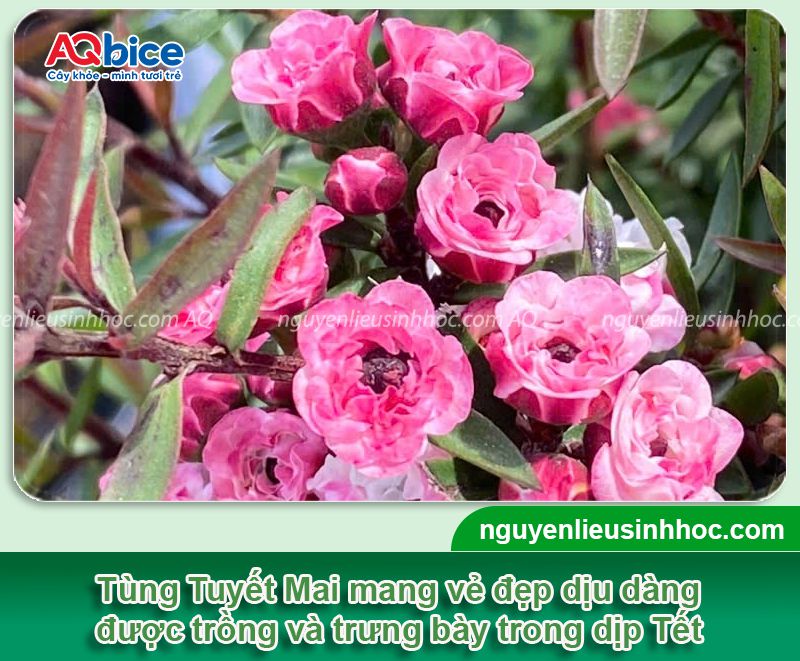 Cách trồng cây Tùng Tuyết Mai: Ý nghĩa, cách chăm hoa nở Tết 9 Cách trồng cây Tùng Tuyết Mai: Ý nghĩa, cách chăm hoa nở Tết