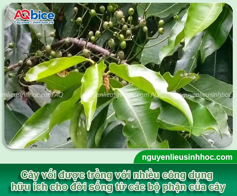 Hướng dẫn cách trồng cây vối và chăm bón cây xanh tốt