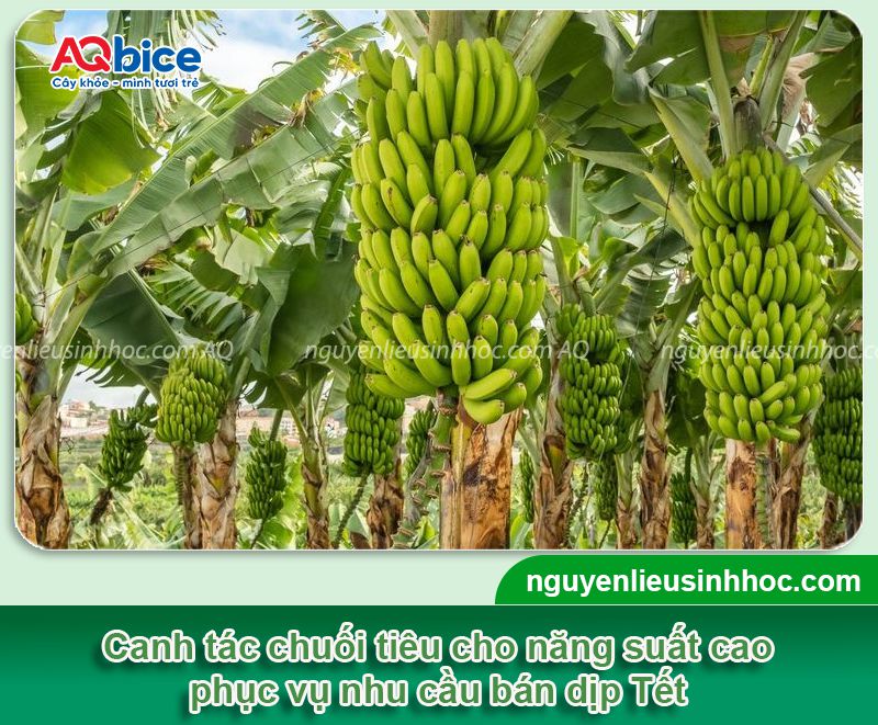 Cách trồng chuối tiêu thu hoạch vào Tết năng suất cao