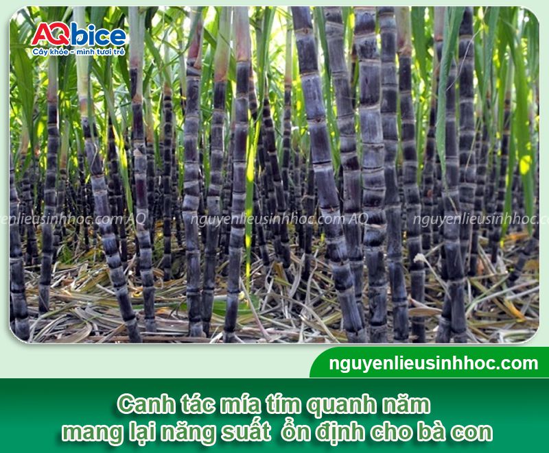 Cách trồng mía tím bằng ngọn đúng kỹ thuật, năng suất cao 9 Cách trồng mía tím bằng ngọn đúng kỹ thuật, năng suất cao