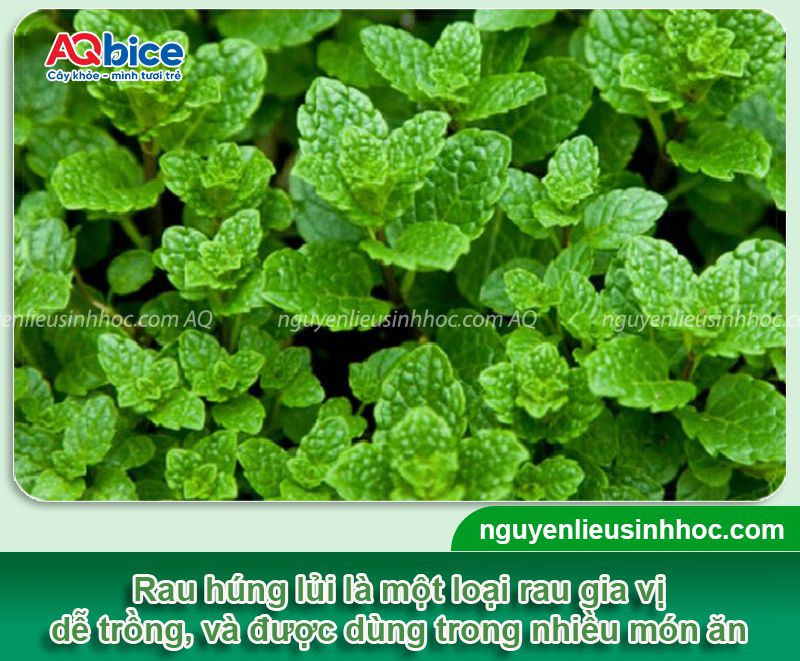 Hướng dẫn cách trồng rau húng lủi bằng hạt xanh tốt tại nhà