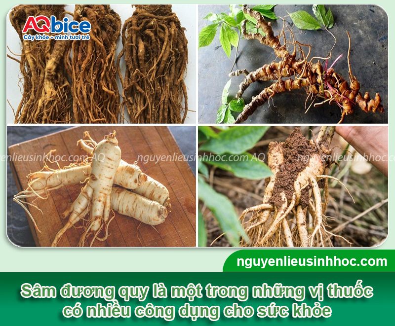 Cách trồng sâm đương quy và chăm sóc năng suất cao
