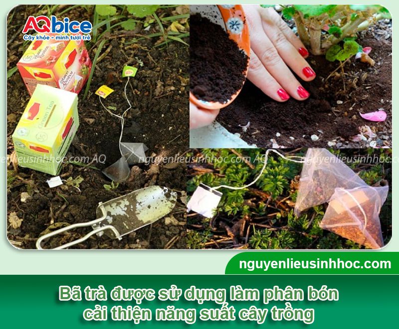 Cách ủ bã trà bón cây có tốt không? Hướng dẫn cách ủ 1 Hướng dẫn cách ủ bã trà bón cây xanh tốt tại vườn