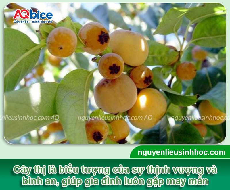 Trồng cây thị trước nhà có ý nghĩa gì? Cách chăm sóc