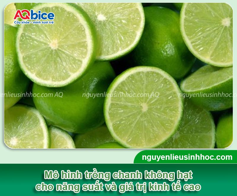 Kỹ thuật trồng chanh không hạt năng suất cao, ít sâu bệnh