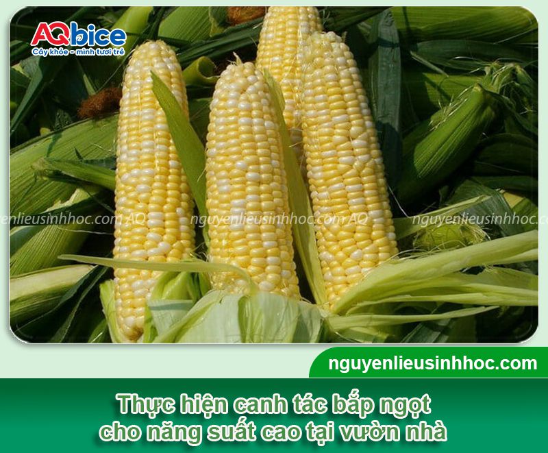 Kỹ thuật trồng ngô ngọt hiệu quả, năng suất cao, ít sâu bệnh 15 Hướng dẫn kỹ thuật trồng ngô ngọt năng suất cao, ít sâu bệnh