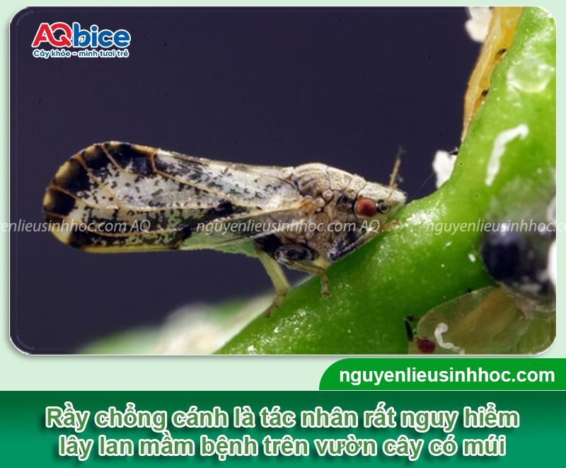 Rầy chổng cánh trên cây có múi: Nhận diện, phòng trừ tận gốc 7 Rầy chổng cánh trên cây có múi: Nhận diện, phòng trừ hiệu quả
