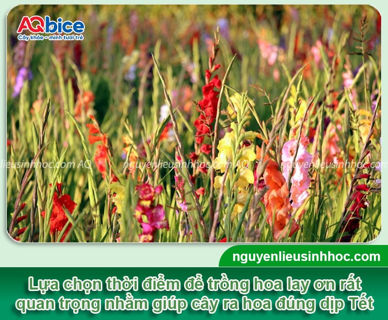 Thời gian trồng hoa lay ơn kịp Tết và cách giúp hoa nở đều đẹp