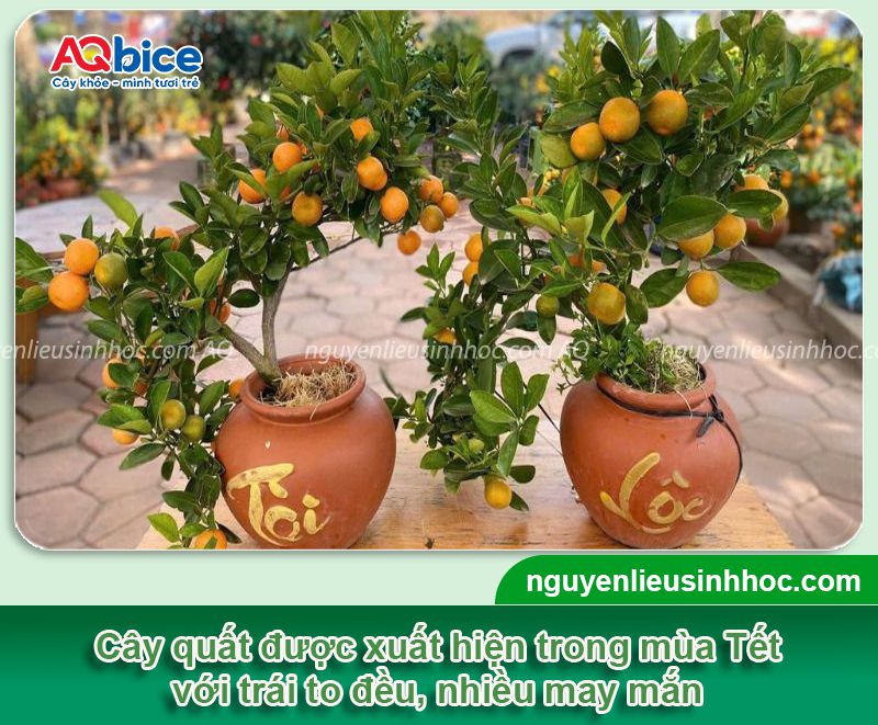 Thuốc kích quả quất to Kfruit trái đậu xum xuê dịp Tết