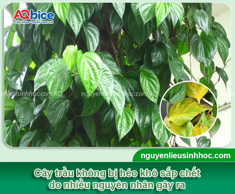 Nguyên nhân cây trầu không bị chết? Cách hạn chế chết cây