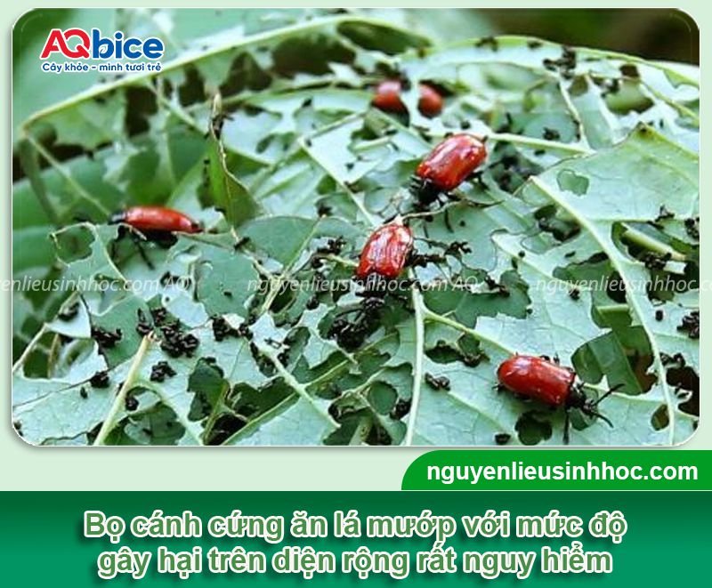 Cách diệt bọ cánh cứng ăn lá mướp dứt điểm, hiệu quả nhanh 2 Áp dụng cách diệt bọ cánh cứng ăn lá mướp hiệu quả nhất