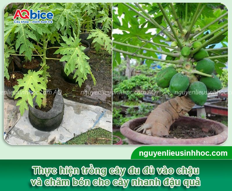 Cách trồng cây đu đủ cảnh chơi Tết 2026 sai trĩu quả 4 Cách trồng cây đu đủ cảnh chơi Tết 2026 sai trĩu quả