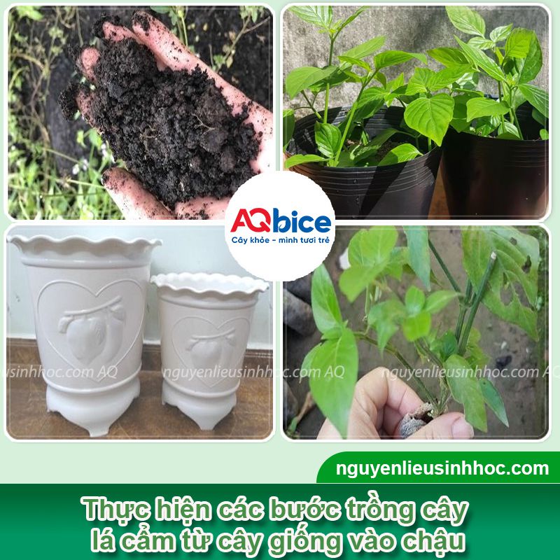 Hướng dẫn cách trồng cây lá cẩm đơn giản tại nhà