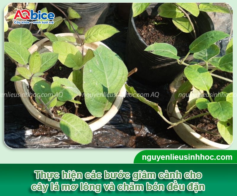 Cách trồng cây lá mơ tại nhà đơn giản, thu hoạch quanh năm 3 Cách trồng cây lá mơ tại nhà đơn giản, thu hoạch quanh năm