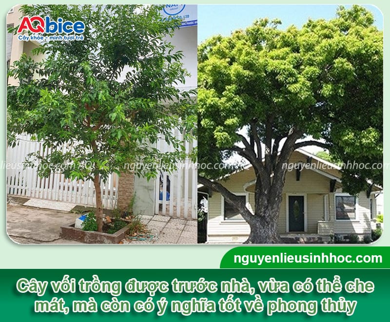 Trồng cây vối trước nhà có tốt không? Cần lưu ý những gì? 3 Trồng cây vối trước nhà có tốt không? Cần lưu ý những gì?