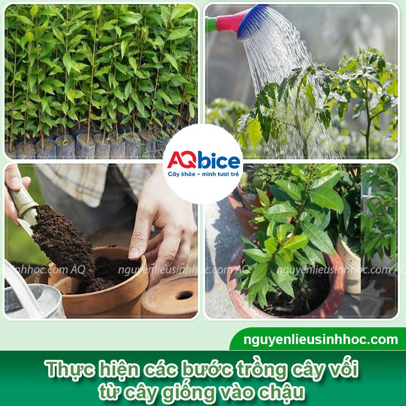Cách trồng cây vối tại nhà, cây khỏe, lá ra xanh mướt 3 Hướng dẫn cách trồng cây vối và chăm bón cây xanh tốt