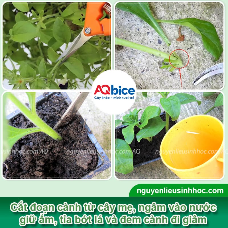 Cách trồng hoa dạ yến thảo chơi Tết đẹp, bền màu, lâu tàn 5 Cách trồng hoa dạ yến thảo chơi Tết cho hoa lâu tàn, bền màu