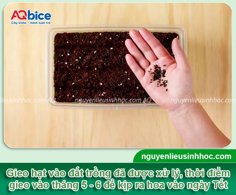 Cách trồng hoa dạ yến thảo chơi Tết đẹp, bền màu, lâu tàn 4 Cách trồng hoa dạ yến thảo chơi Tết cho hoa lâu tàn, bền màu