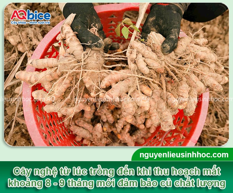 Trồng nghệ bao lâu thu hoạch? Mẹo giúp củ to, mau thu hoạch 4 Trồng nghệ bao lâu thu hoạch? Mẹo giúp củ to, mau thu hoạch