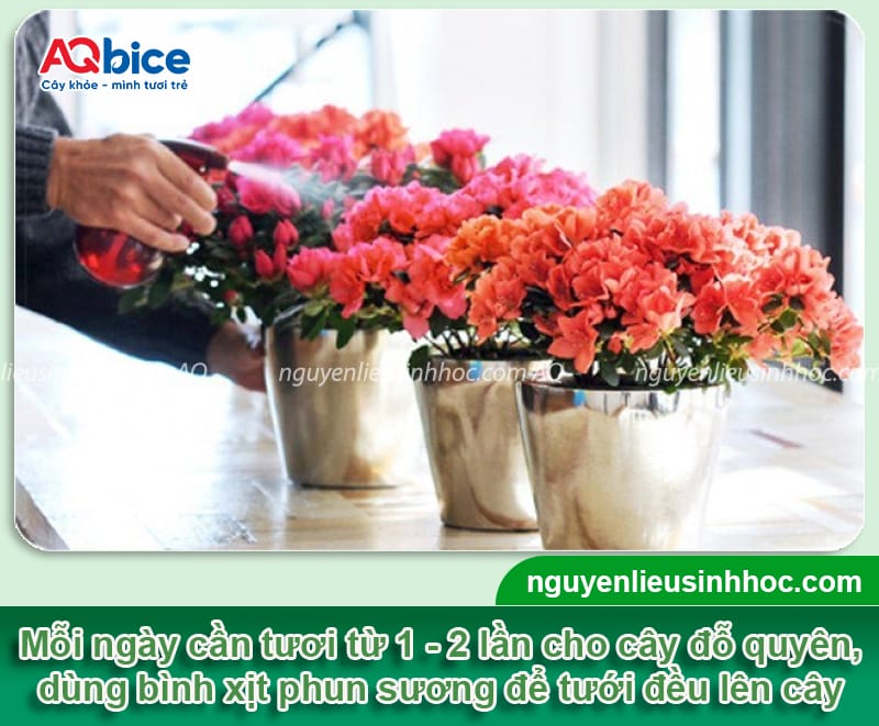 Cách chăm sóc cây đỗ quyên khỏe mạnh, hoa nở lâu tàn 6 Cách chăm sóc cây đỗ quyên khỏe mạnh, hoa nở rực rỡ lâu tàn