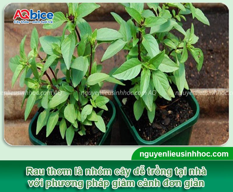 Cách trồng rau thơm bằng cành tại nhà thu hái quanh năm 13 Cách trồng rau thơm bằng cành tại nhà thu hái quanh năm