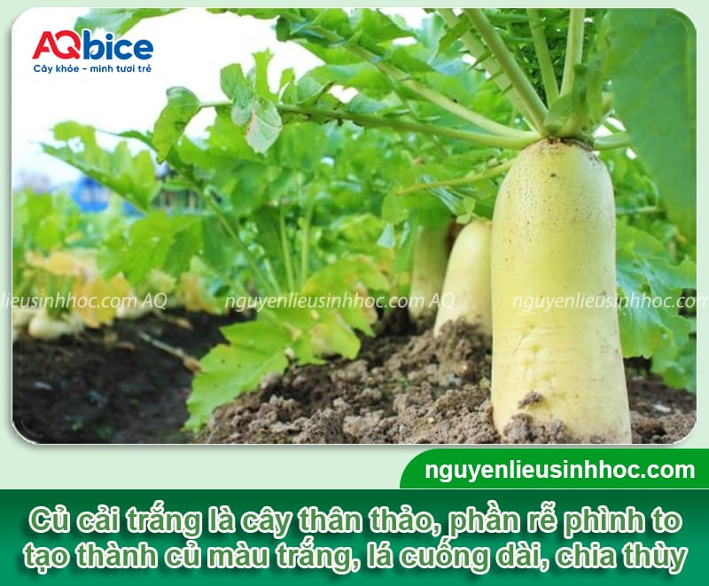 Củ cải trắng trồng bao lâu thu hoạch: Mẹo giúp thu hoạch sớm 2 Củ cải trắng trồng bao lâu thu hoạch và dấu hiệu nhận biết