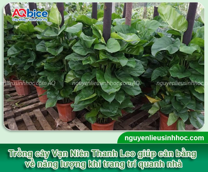 Cây Vạn Niên Thanh Leo Cột: Đặc điểm, ý nghĩa và cách trồng