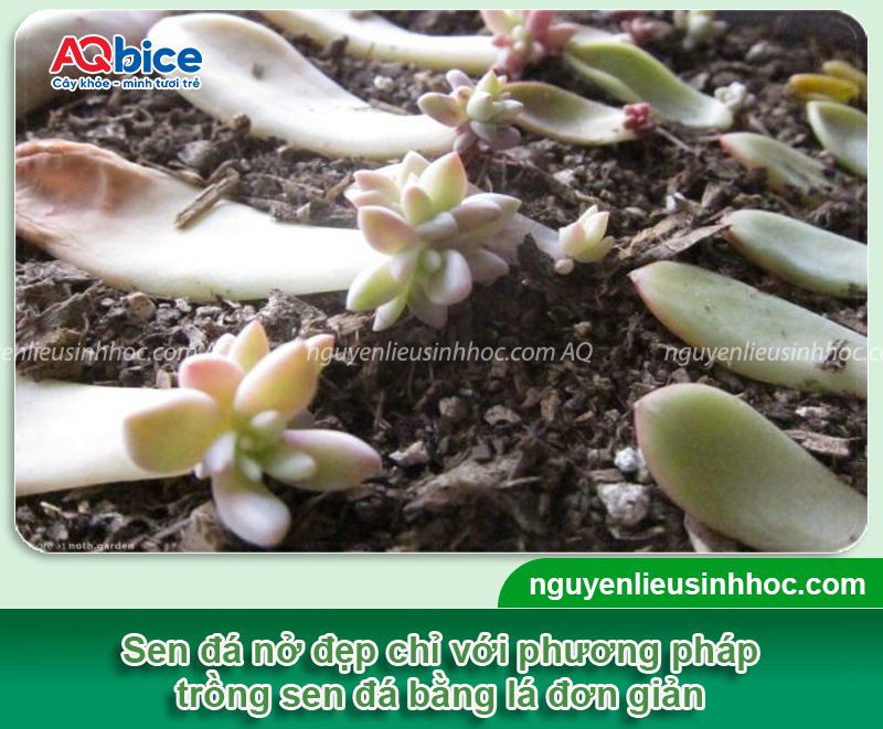 Hướng dẫn trồng sen đá bằng lá đơn giản tại nhà