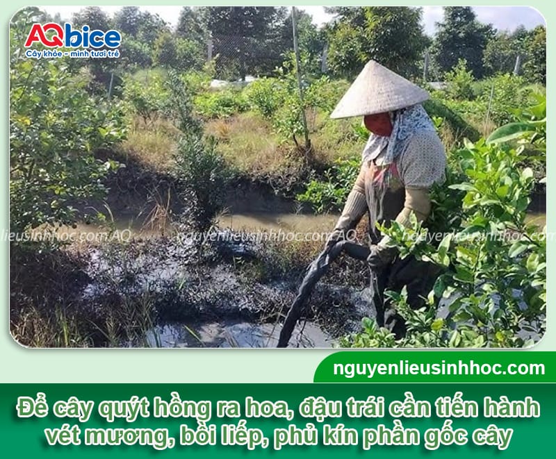 Kỹ thuật trồng quýt hồng khỏe mạnh, quả đẹp và ít sâu bệnh