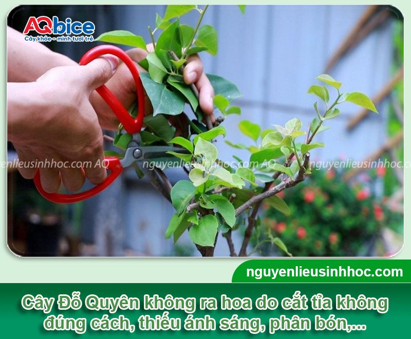 Cây Đỗ Quyên không ra hoa do đâu? Cách khắc phục