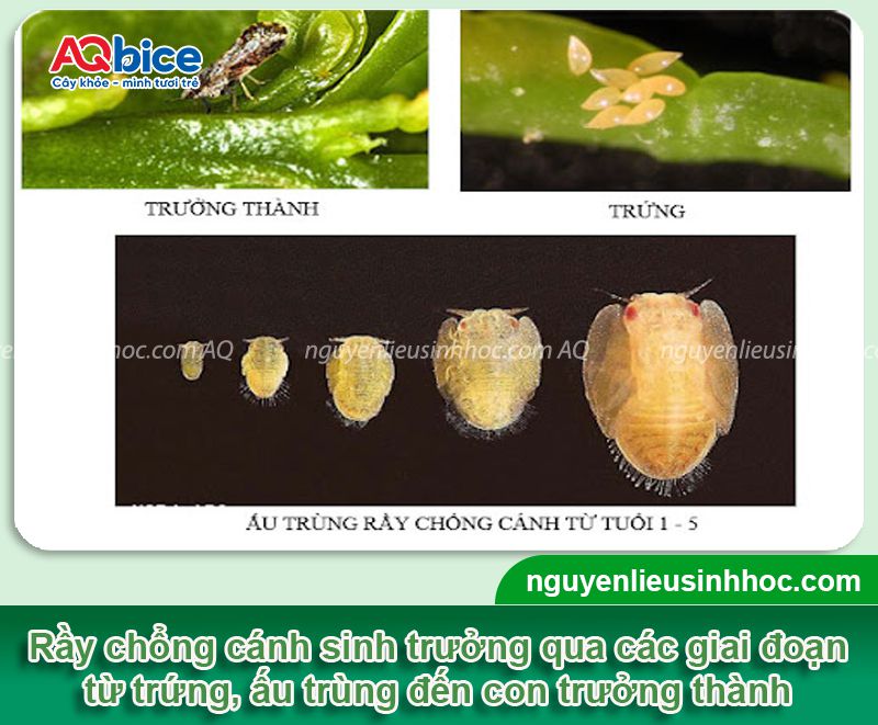 Rầy chổng cánh trên cây có múi: Nhận diện, phòng trừ tận gốc 2 Rầy chổng cánh trên cây có múi: Nhận diện, phòng trừ hiệu quả