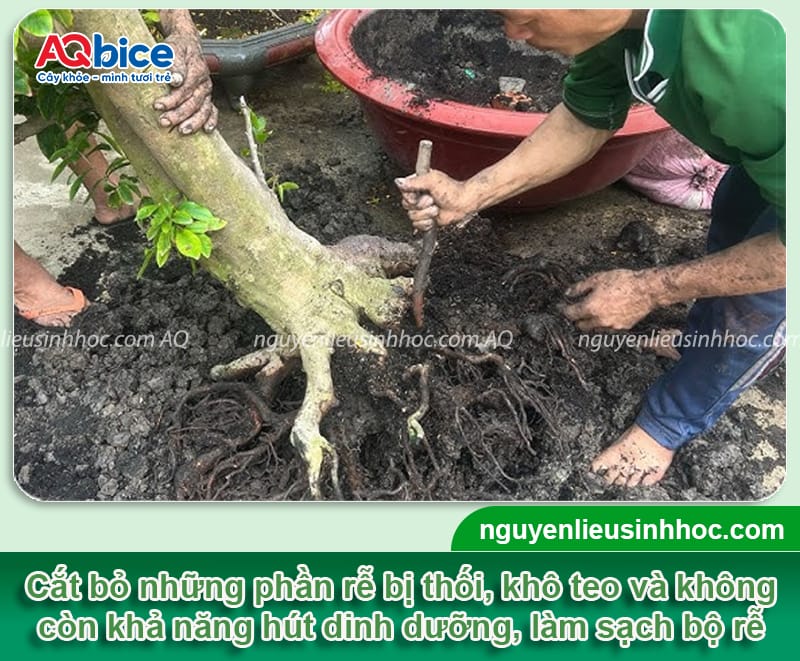 Các cách cứu cây bị chết khô mau phục hồi, xanh tốt trở lại 4 Các cách cứu cây bị chết khô mau phục hồi, xanh tốt trở lại
