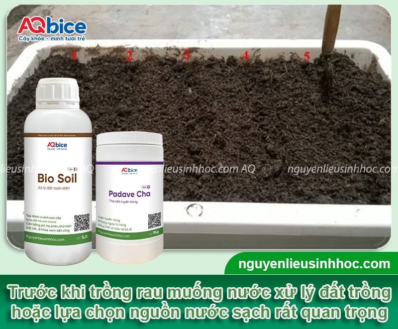Hướng dẫn cách trồng rau muống nước bằng hạt và dưới nước 4 Hướng dẫn cách trồng rau muống nước bằng hạt và dưới nước