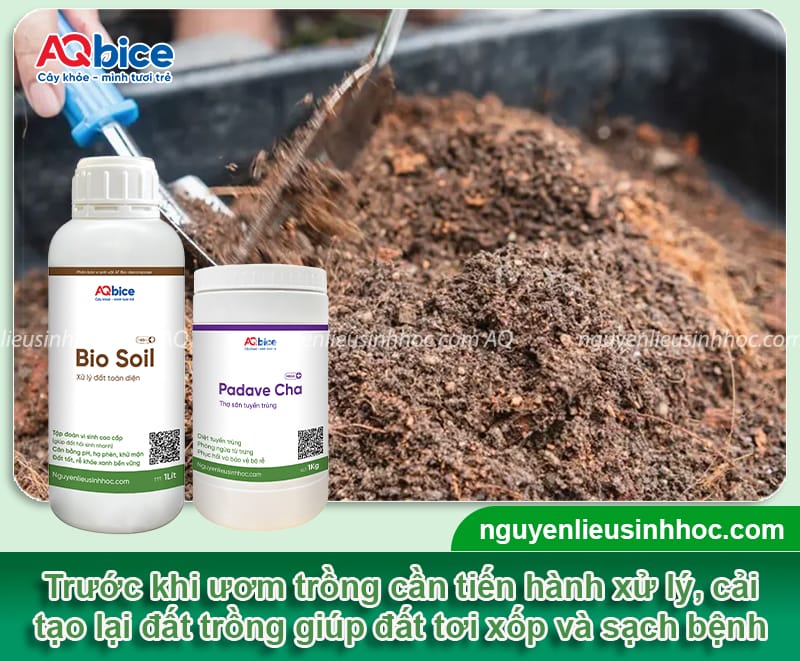 Cách trồng hoa đồng tiền nở đúng Tết rực rỡ, tươi tắn