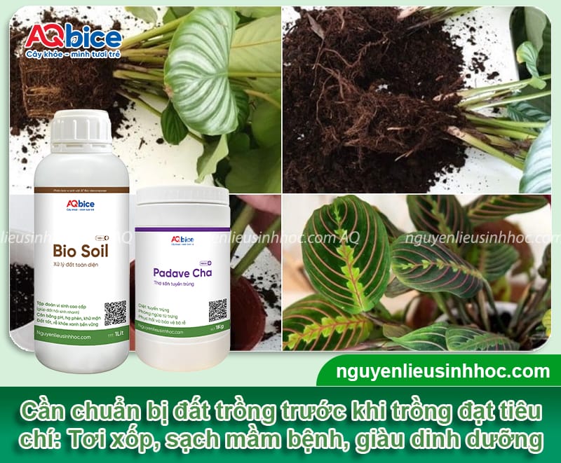 Hướng dẫn cách trồng cây đuôi công đơn giản tại nhà 3 Hướng dẫn cách trồng cây đuôi công đơn giản tại nhà