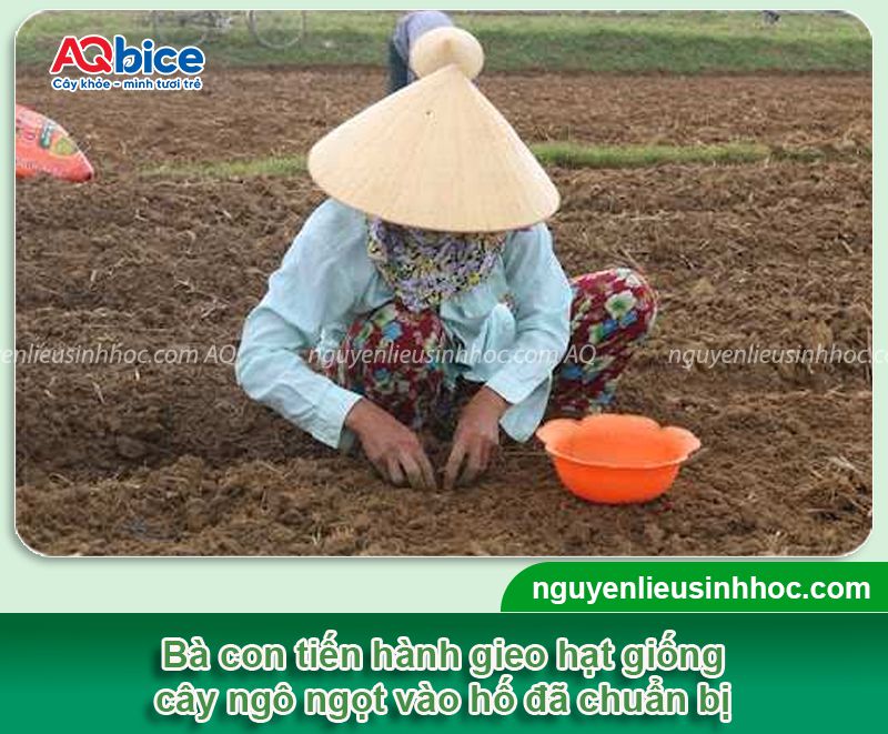 Kỹ thuật trồng ngô ngọt hiệu quả, năng suất cao, ít sâu bệnh 4 Hướng dẫn kỹ thuật trồng ngô ngọt năng suất cao, ít sâu bệnh