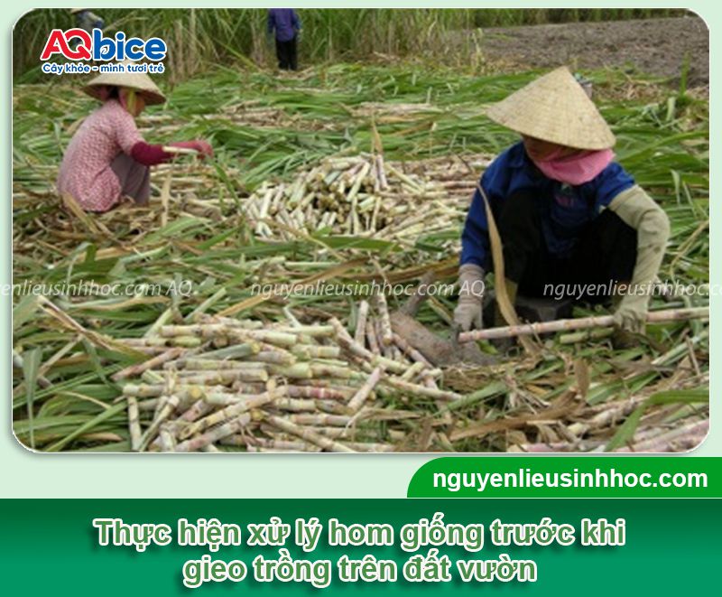 Cách trồng mía tím bằng ngọn đúng kỹ thuật, năng suất cao 2 Cách trồng mía tím bằng ngọn đúng kỹ thuật, năng suất cao