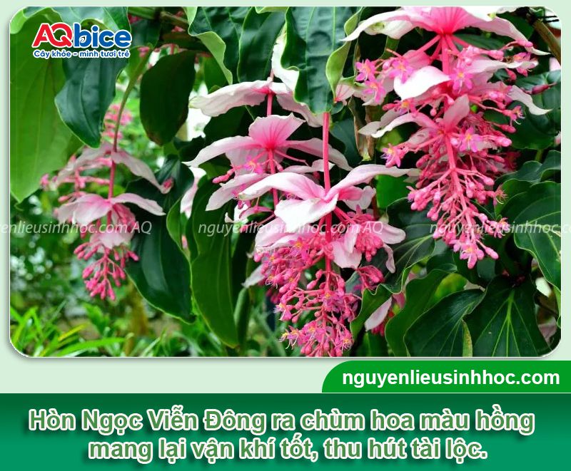 Cách trồng cây Hòn Ngọc Viễn Đông nở hoa đẹp, ý nghĩa