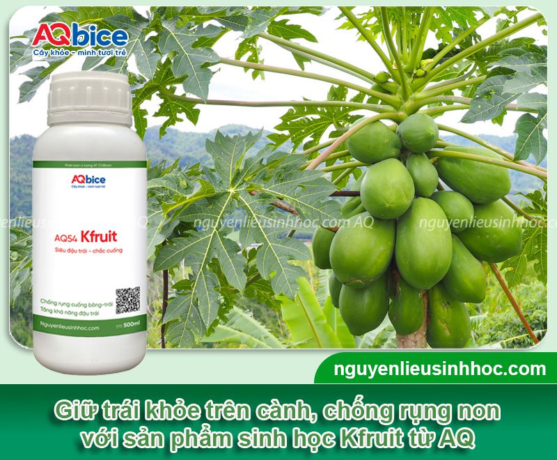 Nguyên nhân đu đủ rụng trái non do đâu? Giải pháp khắc phục