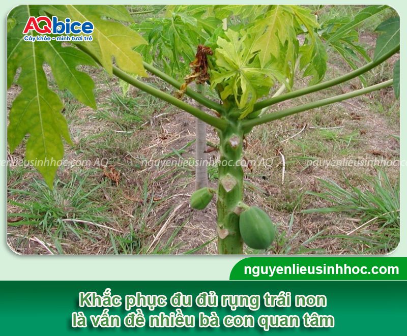 Nguyên nhân đu đủ rụng trái non do đâu? Giải pháp khắc phục