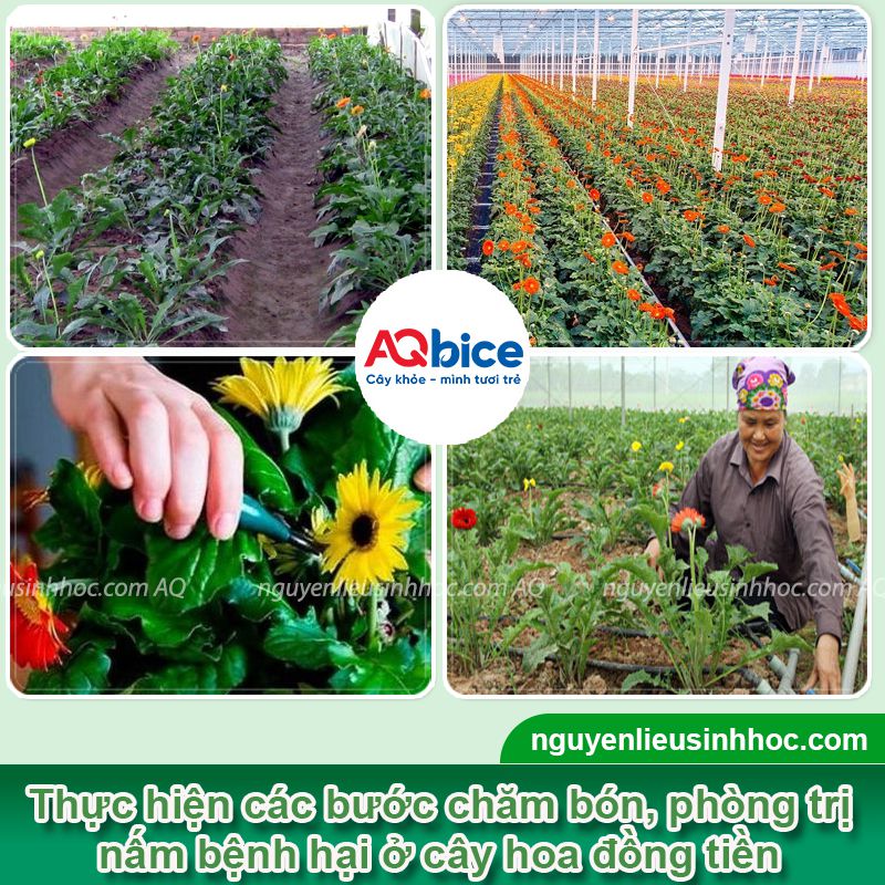 Các bệnh trên cây hoa đồng tiền và biện pháp phòng trị