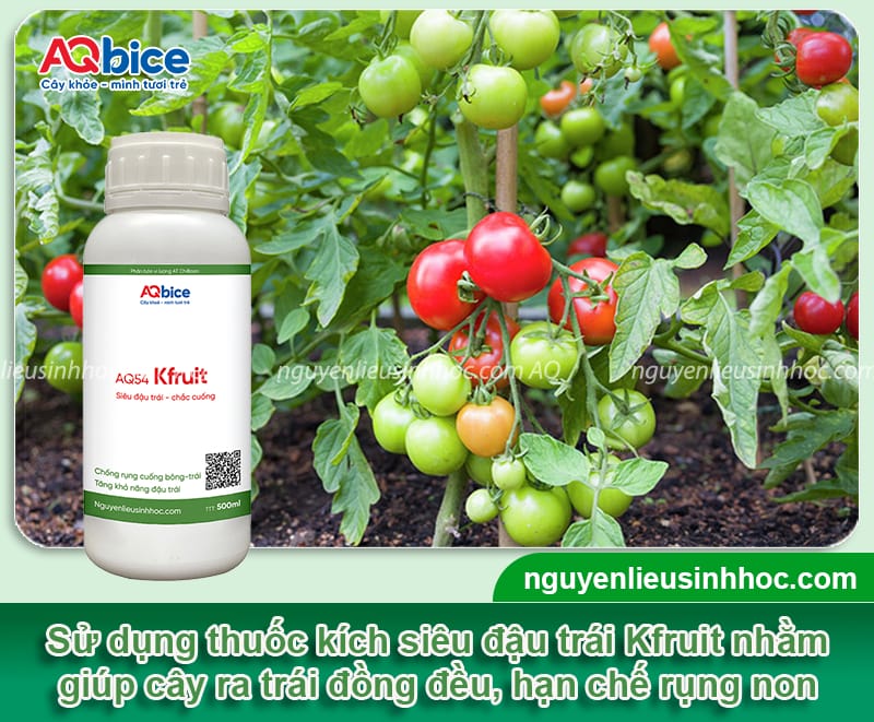 Hướng dẫn cách kích cà chua ra quả sai trĩu, chín mọng 3 Hướng dẫn cách kích cà chua ra quả nhiều, trái to, đều màu