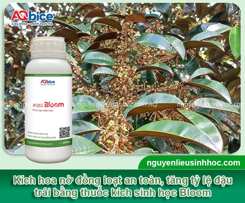 Cách làm cho cây vú sữa ra hoa đúng thời vụ, đậu trái cao 4 Cách làm cho cây vú sữa ra hoa đúng thời vụ, đậu trái cao