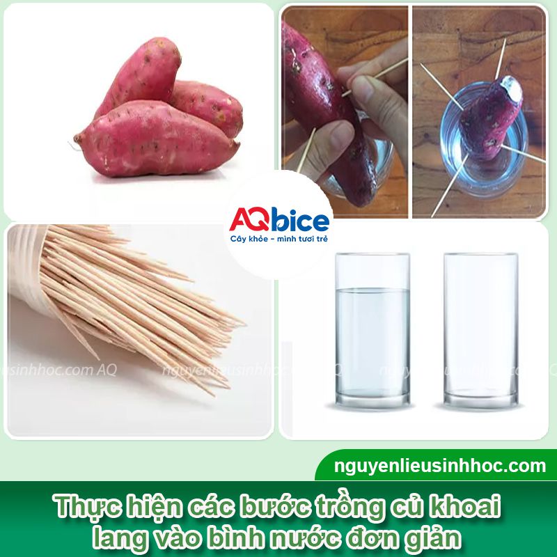 Trồng củ khoai lang làm cảnh bằng phương pháp thủy sinh tại nhà