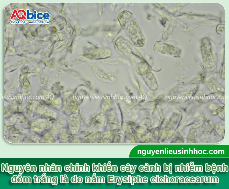 Bệnh đốm trắng trên cây cảnh: Nguyên nhân và cách điều trị