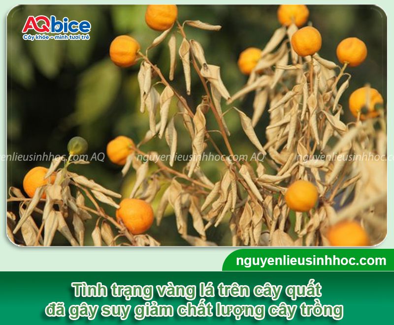 Các bệnh thường gặp ở cây quất: Cách phòng trừ hiệu quả 3 Các bệnh thường gặp ở cây quất: Phòng trị hiệu quả