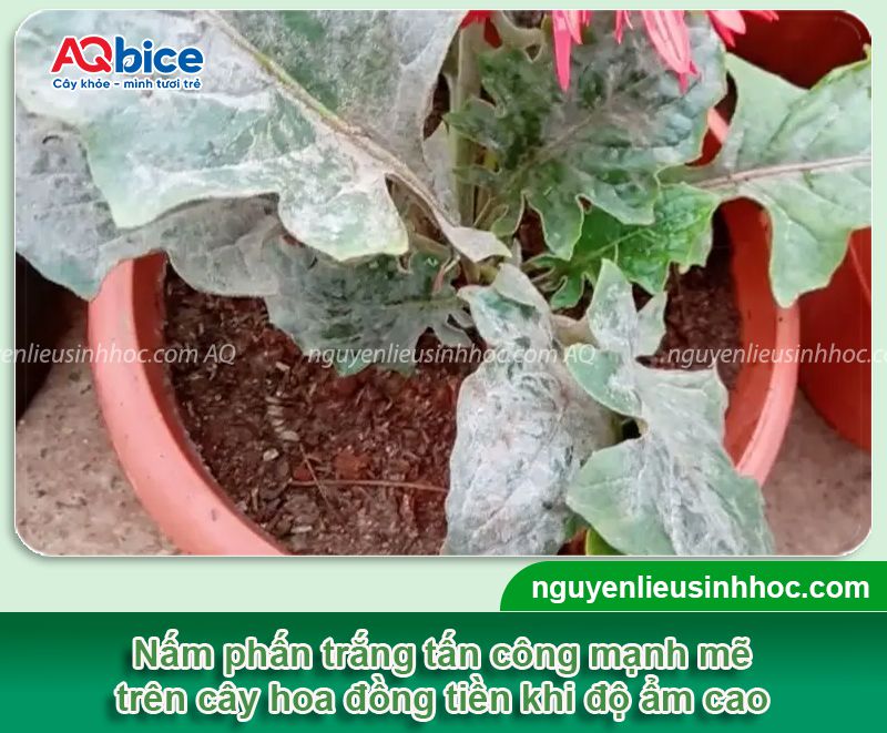 Các bệnh trên cây hoa đồng tiền và biện pháp phòng trị